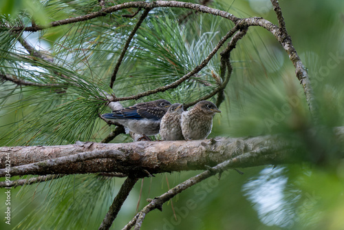 Baby Bluebirds