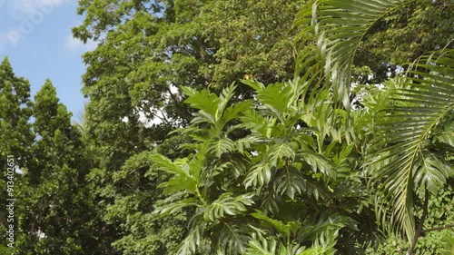 Breadfruit (Artocarpus camansi) tree growing in Guadeloupe photo