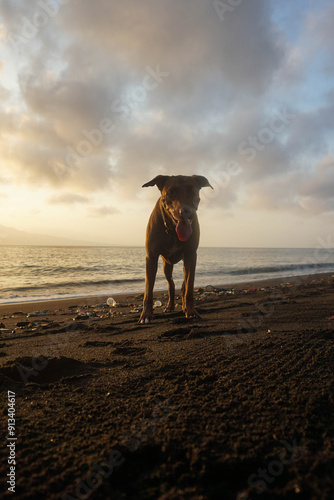 A red nose pitbull is on the beach at sunrise.