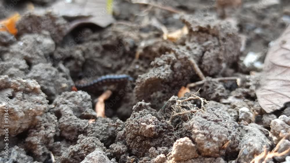 Western slimy salamander Western slimy salamander