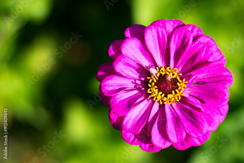 Closeup of pink Zinnia with green lush background 