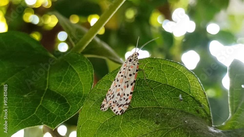 Greya punctiferella photo