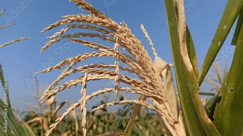 corn plant flowers photo