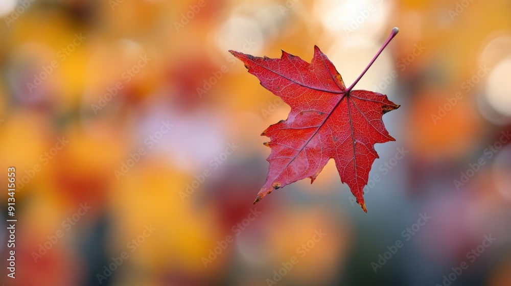 Vibrant Red Maple Leaf in Autumn Golden Ratio Composition Vibrant Red Maple Leaf in Autumn Golden Ratio Composition