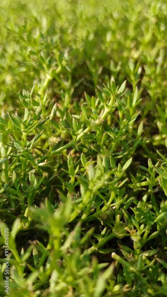 green grass green grass