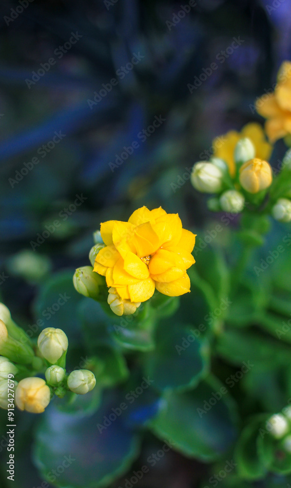 yellow flower with green leaves in the background yellow flower with green leaves in the background