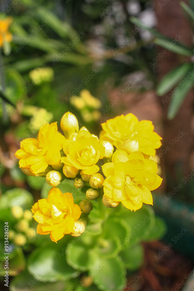 Fototapeta premium Yellow flower with green leaves in the background 