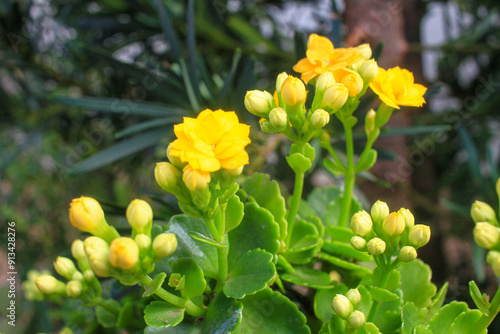 Yellow flower with green leaves in the background 