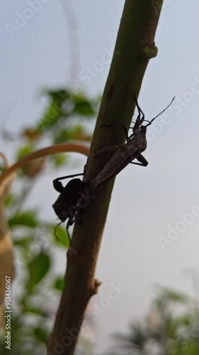 Leptocorisa oratorius photo