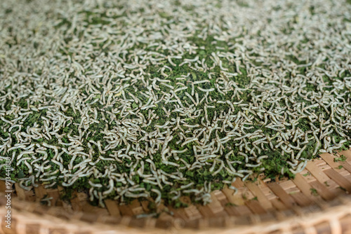 Photos Silkworms feeding on tray of shredded leaves