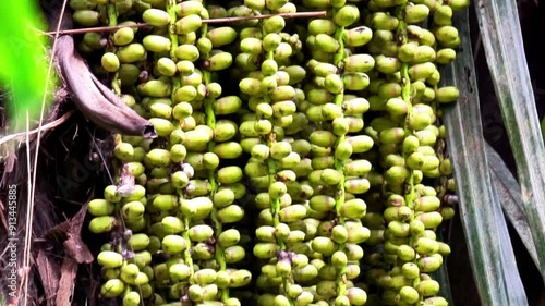 Arenga pinnata (enau, aren, arenpalm, zuikerpalm, sugar palm, Gomuti palm, Arenga saccharifera, Kolang-kaling). This fruit often used as drink photo