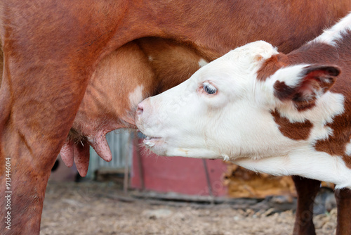 red calf suckling on a cow's udder, detailed plan.