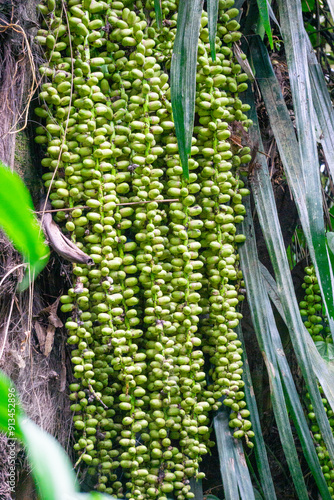 Arenga pinnata (enau, aren, arenpalm, zuikerpalm, sugar palm, Gomuti palm, Arenga saccharifera, Kolang-kaling). This fruit often used as drink photo