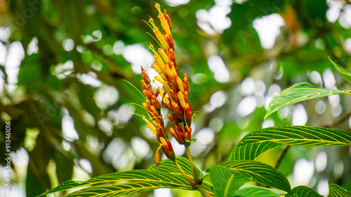 Sanchezia speciosa (Cacak gading, Zebra Plant, Yellow Sanchezia, Shrubby Whitevein, Gold Vein Plant, Sanchezia nobilis). This plant used for  antioxidant, anticancer and antibacterial, antifungal photo