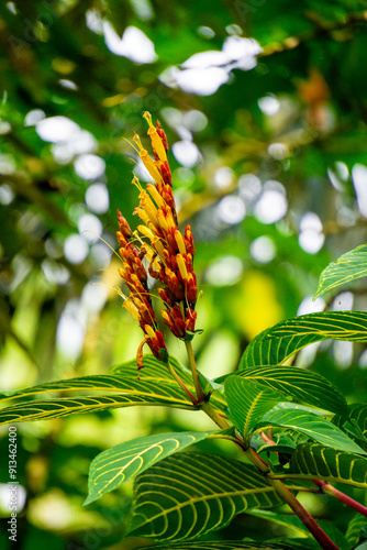 Sanchezia speciosa (Cacak gading, Zebra Plant, Yellow Sanchezia, Shrubby Whitevein, Gold Vein Plant, Sanchezia nobilis). This plant used for  antioxidant, anticancer and antibacterial, antifungal photo