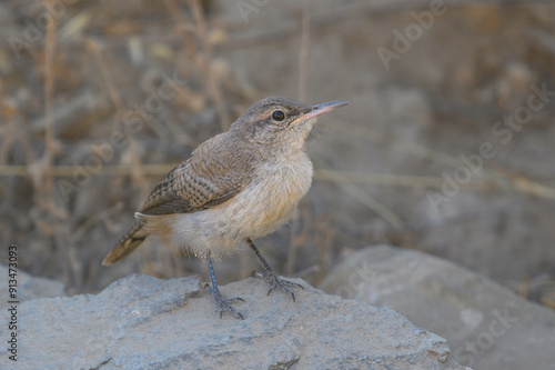 Closeup of a Rock Wren, Salpinctes obsoletus, Standing on a Rock in Tijuana, Baja California photo