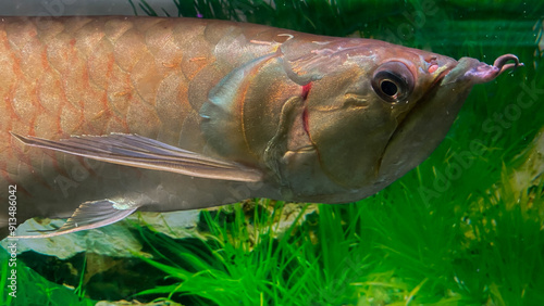 A close-up profile of a Silver Arowana fish (Osteoglossum bicirrhosum) swimming in an aquarium. The fish showcases its elongated body, silvery-green scales, and unique facial features. photo