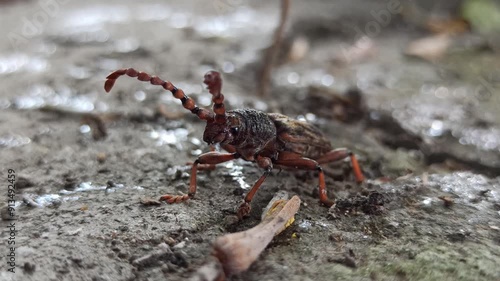 Pachylocerus crassicornis photo