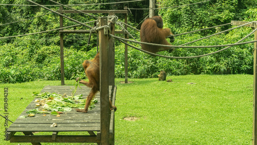 Monkeys feed in the Sepilok Orangutan Rehabilitation Centre. Fruits are laid out on a boardwalk. The animals are eating, sitting on tight ropes. Green tropical vegetation. Malaysia. Borneo. Sandakan. photo