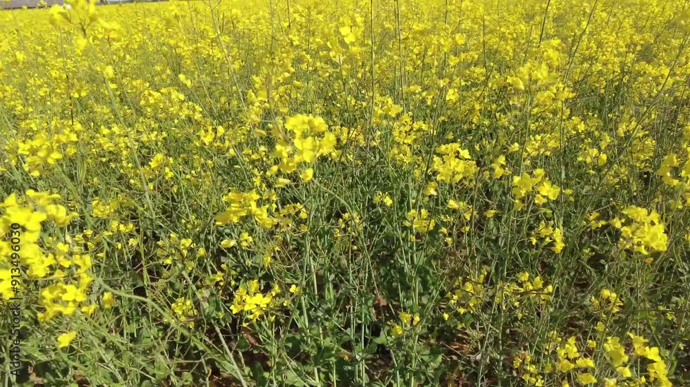 A breathtaking expanse of radiant yellow blossoms dances gently in the warm breeze, creating a stunning display of nature's beauty under clear skies. A breathtaking expanse of radiant yellow blossoms dances gently in the warm breeze, creating a stunning display of nature's beauty under clear skies.