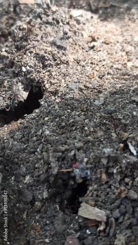 Wallpaper Mural red ants save their eggs Torontodigital.ca