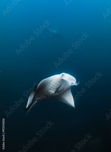 Two manta rays dancing in Hiva Oa, French polynesia, Marquesas