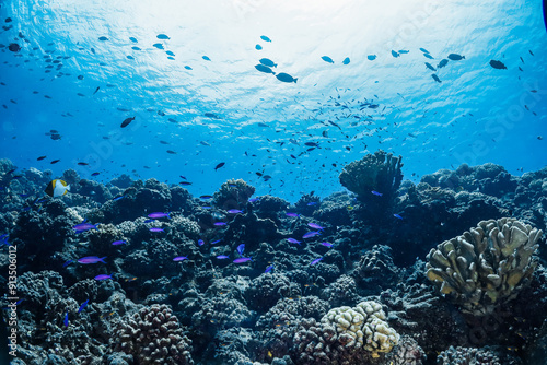 Purple fish and coral reef in Manihi, French polynesia, Tuamotu photo