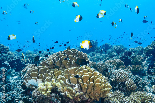 Beautiful corals and fish while suba diving in Manihi, French polynesia, Tuamotu