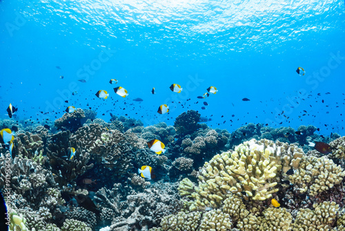 Coral reef and fish in Manihi, French polynesia, Tuamotu photo