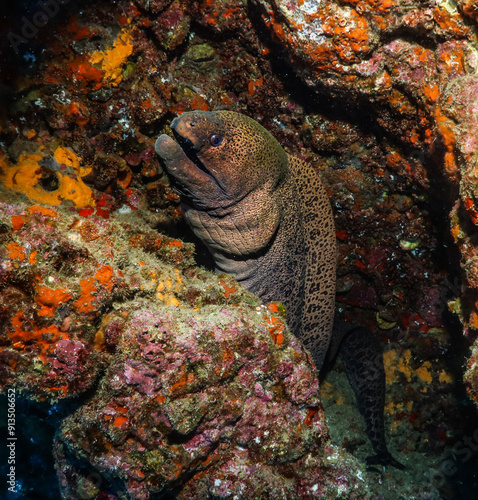 Giant moray in a cave in Hiva Oa, French polynesia, Marquesas