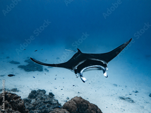 Manta ray swimming towards a diver in the lagoon of Maupiti, French polynesia