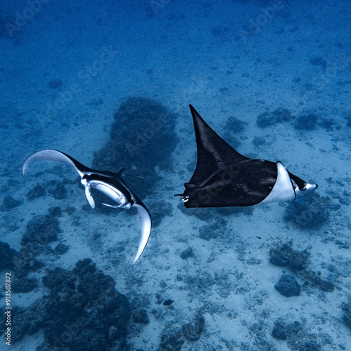 Two manta rays in the lagoon of Maupiti, French polynesia