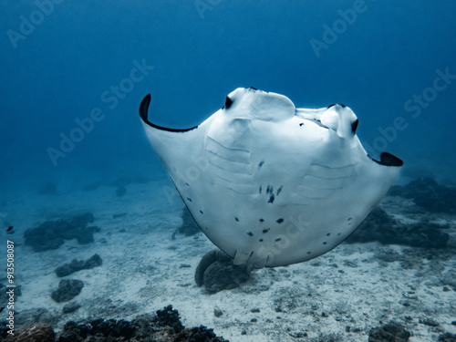 Manta ray belly in Maupiti, French polynesia