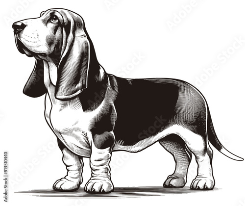 Hand drawn Cute Basset Hound dog in full-body, vector sketch isolated on white background.