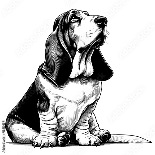 Hand drawn Cute Basset Hound dog in full-body, vector sketch isolated on white background. photo