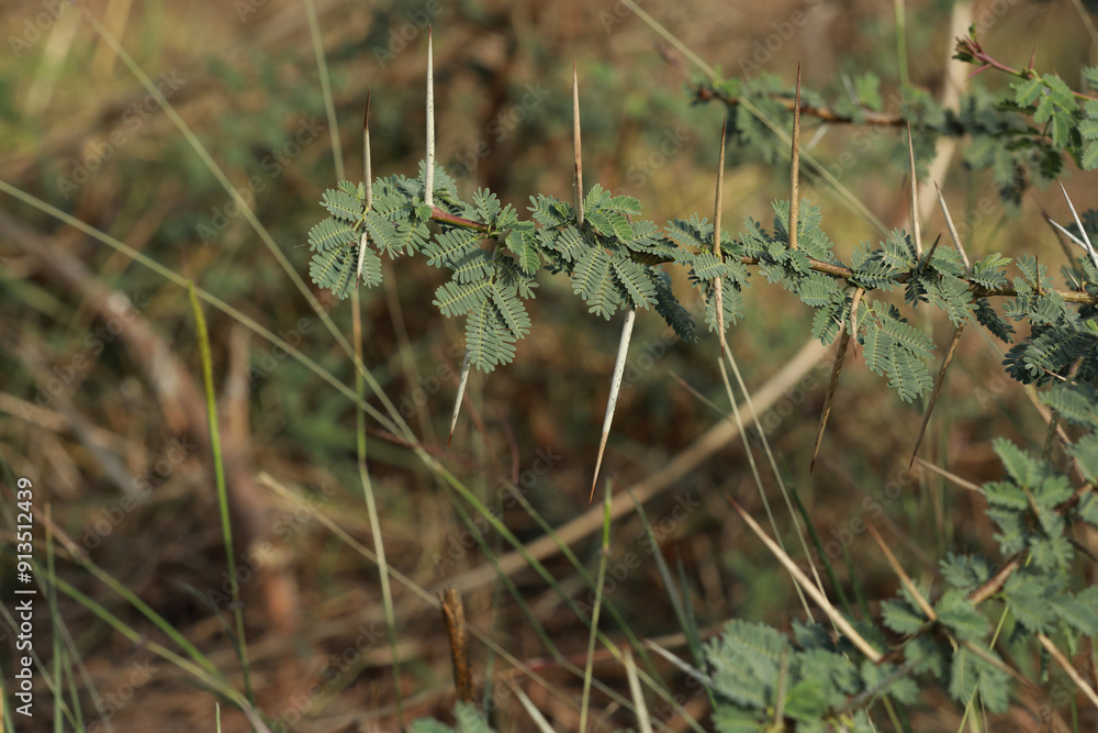 Gum arabic tree branch closeup. Nature concept, Green leaves. Gum arabic tree branch closeup. Nature concept, Green leaves.