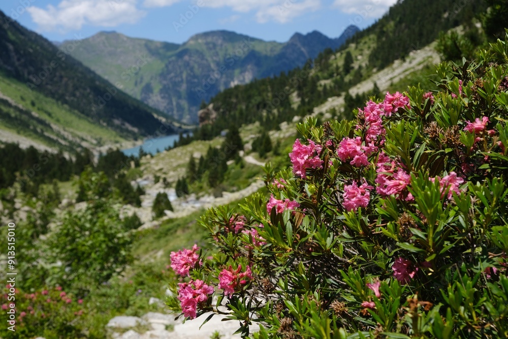 Beautiful scenery of Pyrennes National Park with blooming pink flowers of Rhododendron bush. Tourist trail GR10 from lake Lac de Gaube to Refuge des Oulettes de Gaube. France