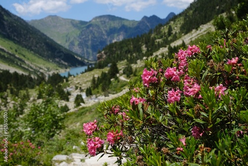 Obraz na płótnie Beautiful scenery of Pyrennes National Park with blooming pink flowers of Rhododendron bush. Tourist trail GR10 from lake Lac de Gaube to Refuge des Oulettes de Gaube. France w salonie