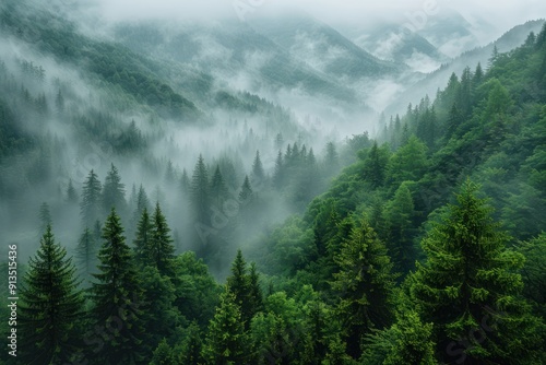 Misty Mountain Forest