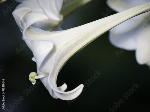 Billede på lærred Tokyo, Japan -August 8, 2024: Closeup of pistil of Taiwan Lily or Formosa lily