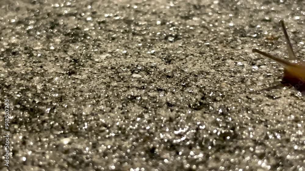 Tiny Snail slowly crawls across wet concrete out of view of close up Tiny Snail slowly crawls across wet concrete out of view of close up
