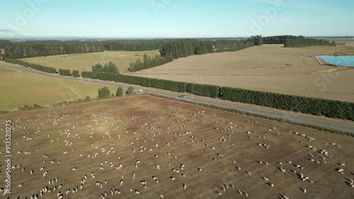 Sheep In The Field Near Rakaia Canterbury New Zealand Drone Track Back photo