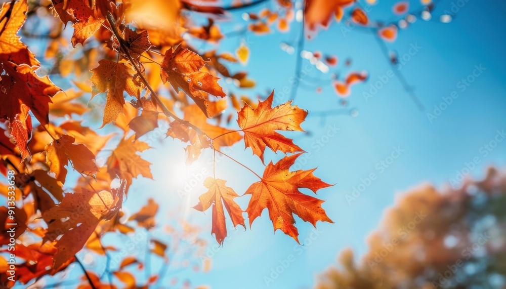Vibrant Autumn Leaves Glowing Under Bright Sunlight in a Clear Blue Sky Vibrant Autumn Leaves Glowing Under Bright Sunlight in a Clear Blue Sky