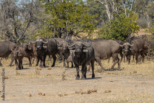 African buffalo (Syncerus caffer), Murchison Falls National Park, Uganda photo