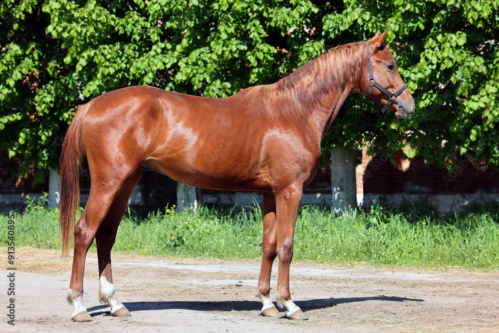 Thoroughbred young horse posing against summer stud farm