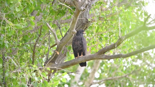 Black Hawk perched on a tree branch! photo