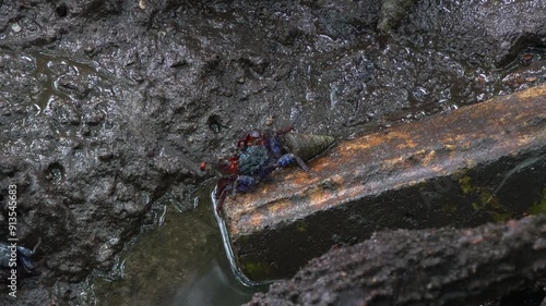 Face-banded sesarmine crab foraging on the sediments, sipping on the minerals in the wet and swampy mudflats of mangrove forest, close up shot. photo