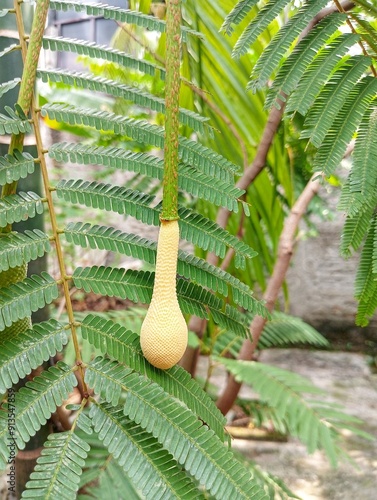 Parkia Speciosa, Petai, Pete, Mlanding flower in close up photo