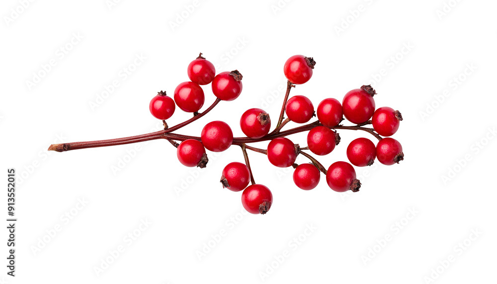 Red forest berries isolated PNG white background Red forest berries isolated PNG white background