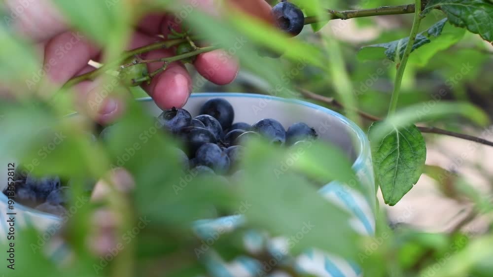 Woman picking ripe blueberries, blue berries hanging on a branch mixed with green ones, gardener growing organic vitamin berries in the garden, farming Woman picking ripe blueberries, blue berries hanging on a branch mixed with green ones, gardener growing organic vitamin berries in the garden, farming